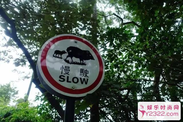 高速遇见狗是撞还是躲？90%车主都会做错！_m.y2ooo.com