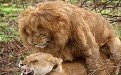 没内涵邪恶gif：实拍狮子交配的图片