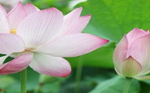 如何利用荷叶减肥 轻松减掉十几斤 如何利用荷叶减肥 轻松减掉十几斤