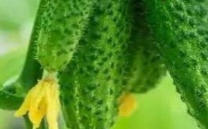 吃黄瓜能减肥吗?怎么吃黄瓜减肥效果好 吃黄瓜能减肥吗?怎么吃黄瓜减肥效果好