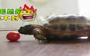 【轻松时刻】减肥的心和吃货的胃 我赌胃赢 159 【轻松时刻】减肥的心和吃货的胃 我赌胃赢 159