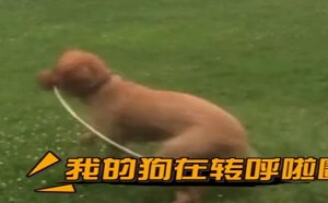 【轻松时刻】这么优秀的你们让我欲罢不能 160