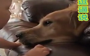 【逗逼说】宝宝和狗狗一起玩耍,太搞笑了 【逗逼说】宝宝和狗狗一起玩耍,太搞笑了