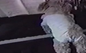 【逗逼说】狗狗搞笑演唱会 【逗逼说】狗狗搞笑演唱会