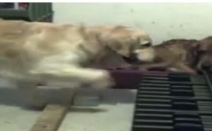 【逗逼说】搞笑的萌狗弹琴 【逗逼说】搞笑的萌狗弹琴