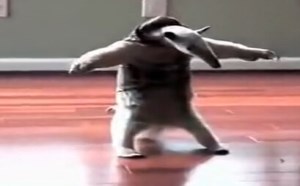 【逗逼说】各种搞笑的小动物 【逗逼说】各种搞笑的小动物