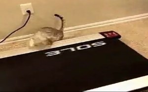 【逗逼说】【萌宝逗宠】 超级萌喵喵 【逗逼说】【萌宝逗宠】 超级萌喵喵