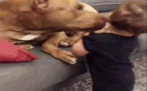 这苹果成精了吧 每日一囧 16 这苹果成精了吧 每日一囧 16