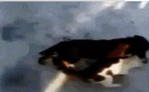 偷懒的表现… 每日一囧 35 偷懒的表现… 每日一囧 35