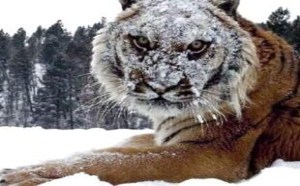 打完粉底的老虎 每日一囧 41 打完粉底的老虎 每日一囧 41