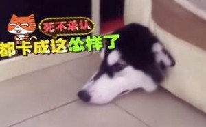 超级搞笑视频 怒刷存在感的二货蛇精病 萌星人de那些破事04